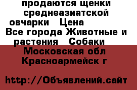 продаются щенки среднеазиатской овчарки › Цена ­ 30 000 - Все города Животные и растения » Собаки   . Московская обл.,Красноармейск г.